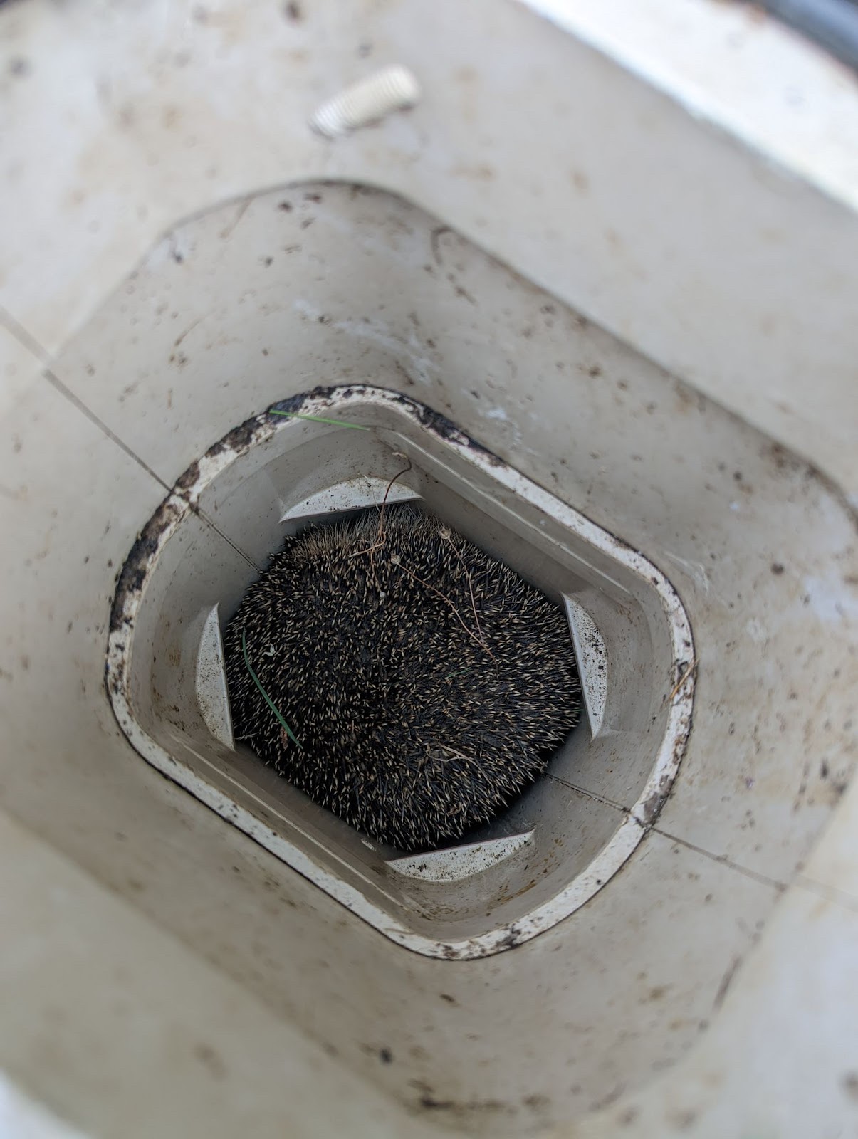 Hedgehog stuck down a hole is rescued by the RSPCA - Essex-TV